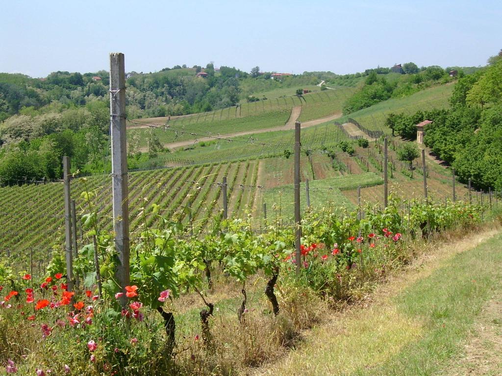 Cascina Rollone Villa Rocchetta Tanaro Exterior photo